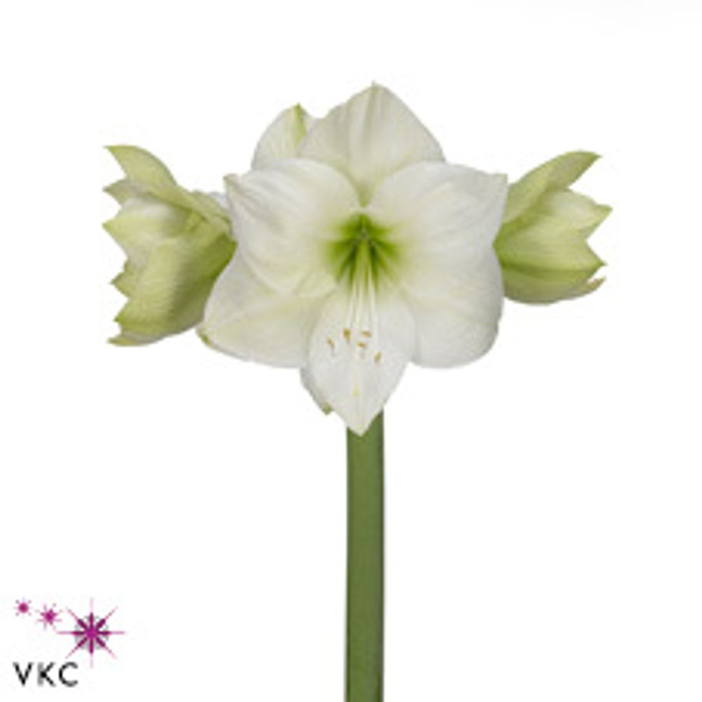 Amaryllis weiss Casablanca