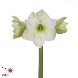 Amaryllis weiss Casablanca