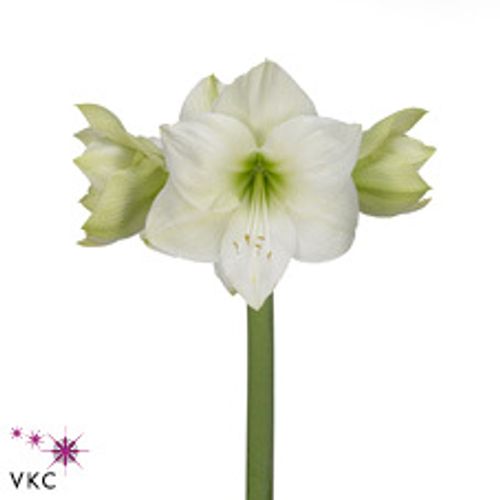 Amaryllis weiss Casablanca