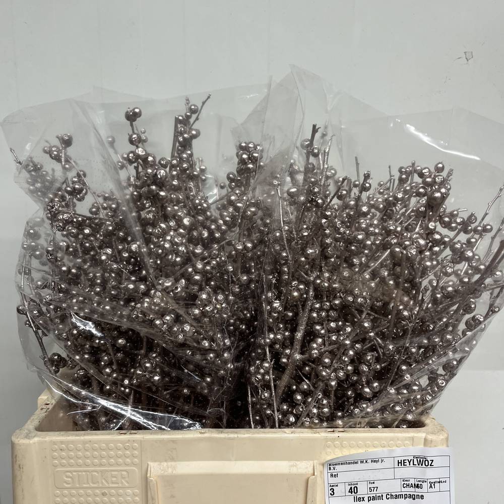 Ilex champagne gefarbt 60cm