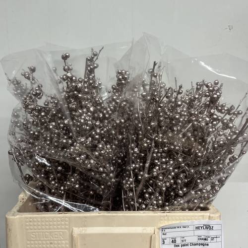 Ilex champagne gefarbt 60cm