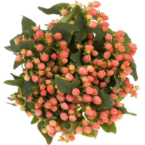 Hypericum orange Princess verzweigt 60cm