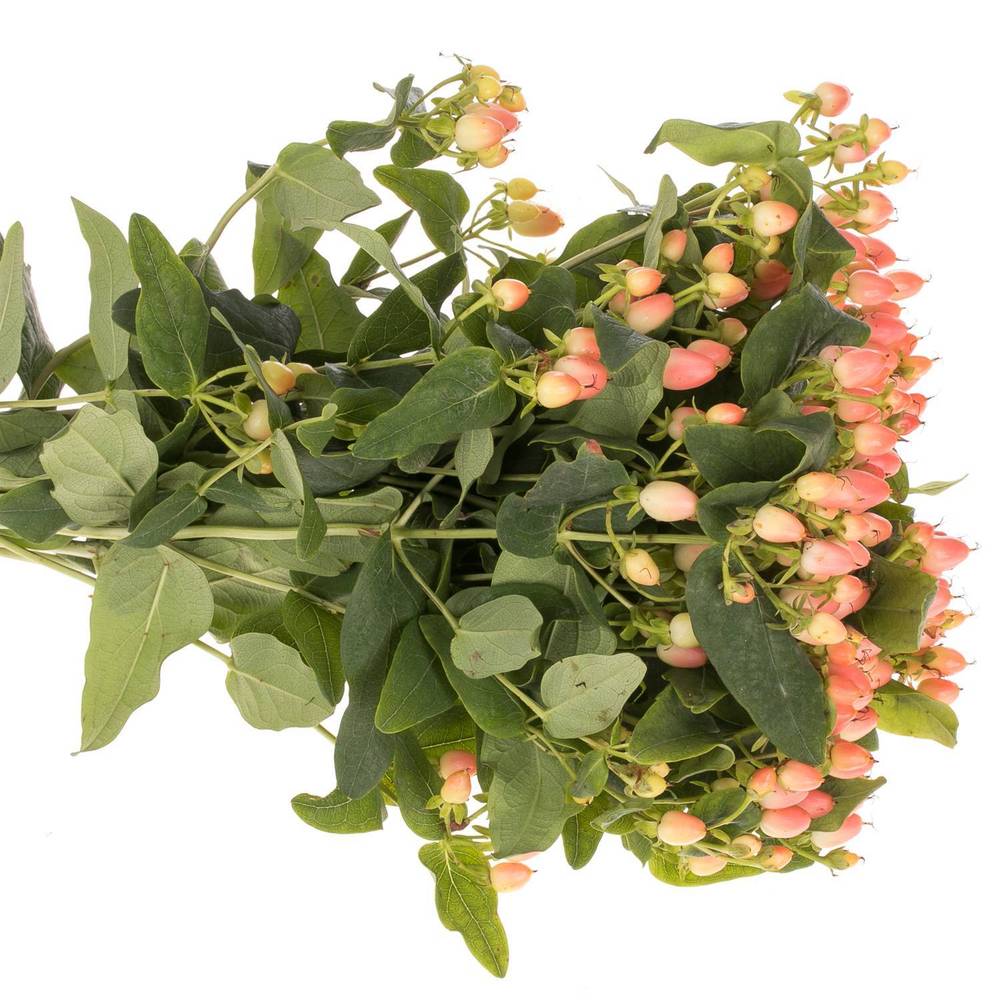 Hypericum orange Princess verzweigt 60cm