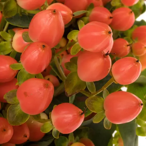 Hypericum orange Princess verzweigt 60cm