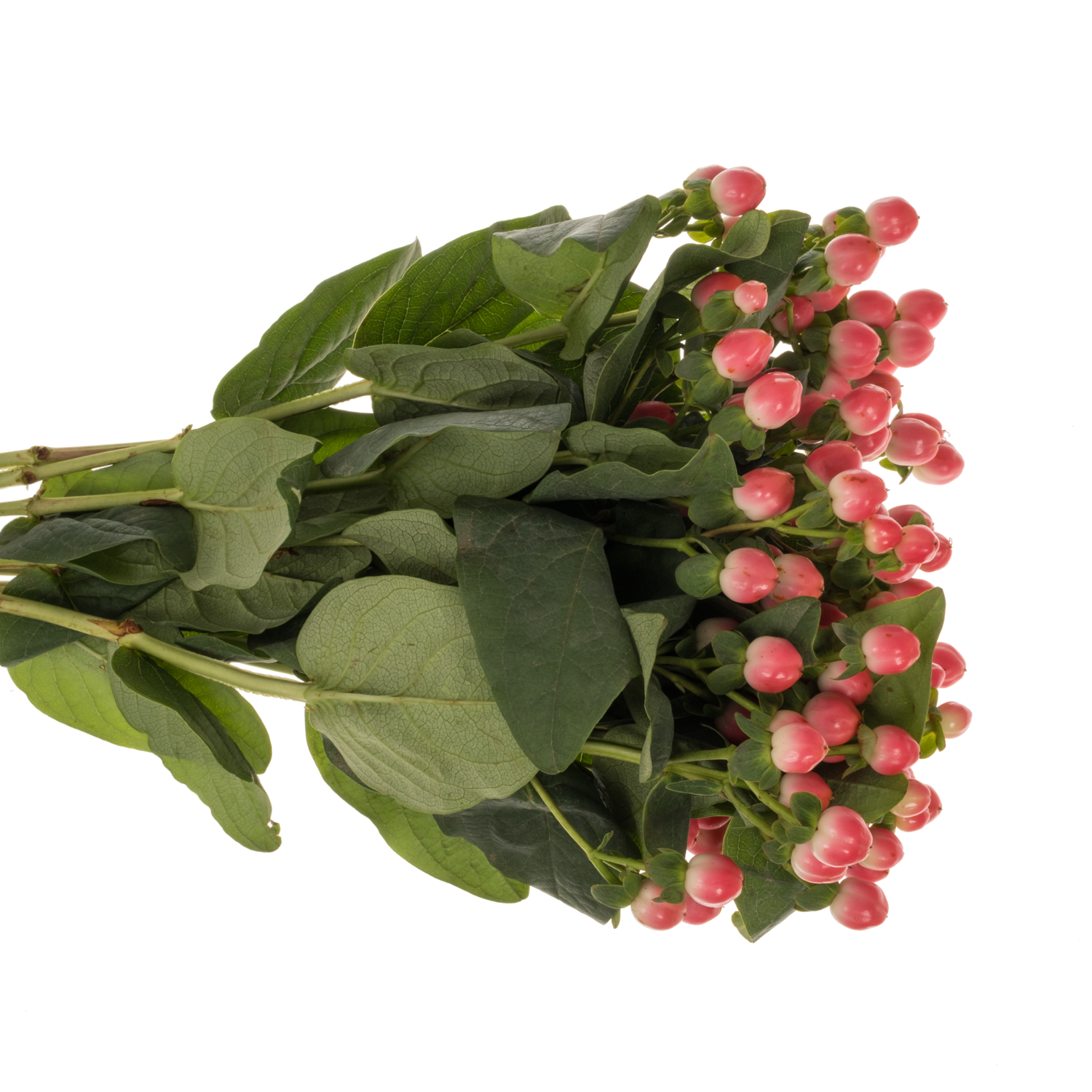 Hypericum lachs Sisu Flirt 50cm
