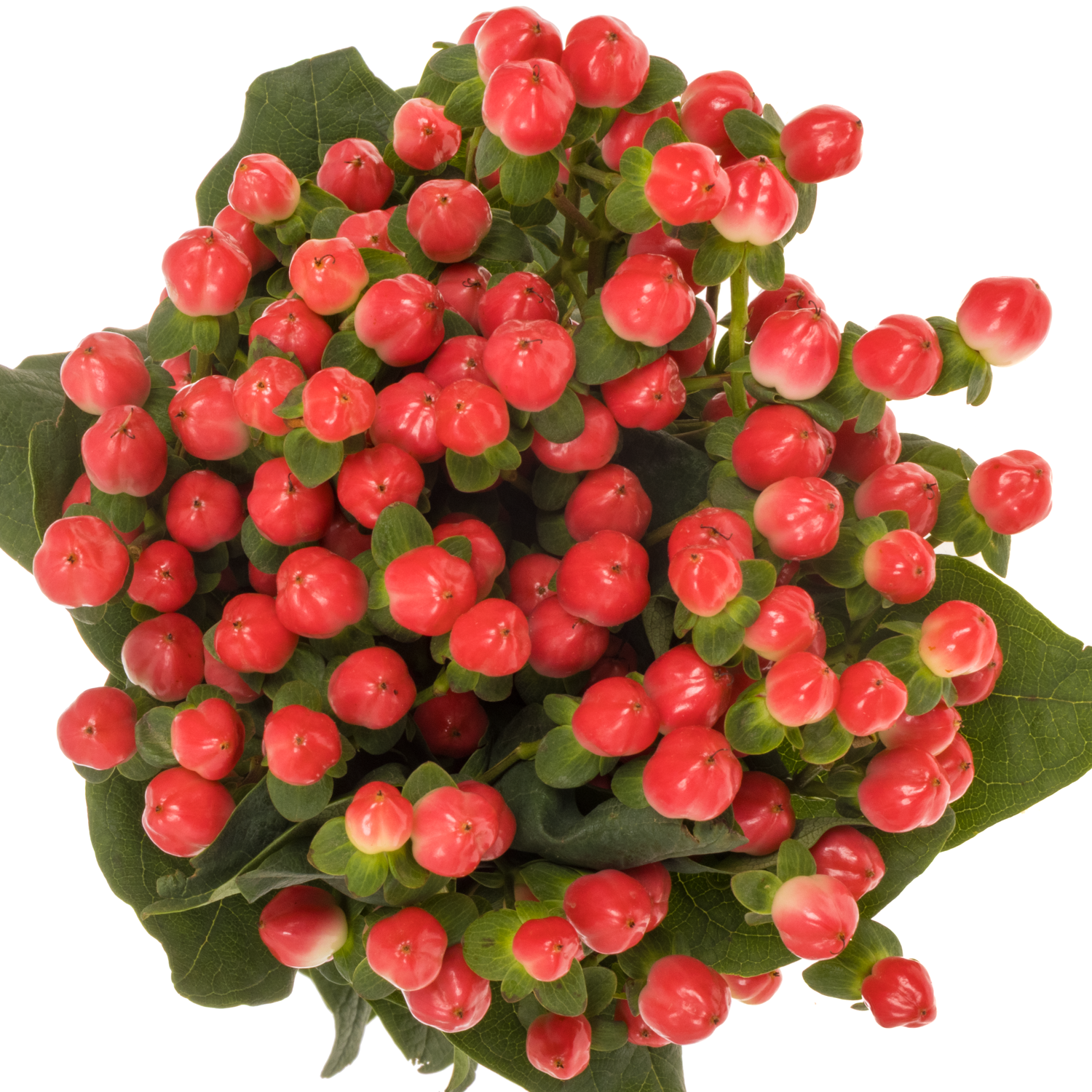 Hypericum lachs Sisu Flirt 50cm