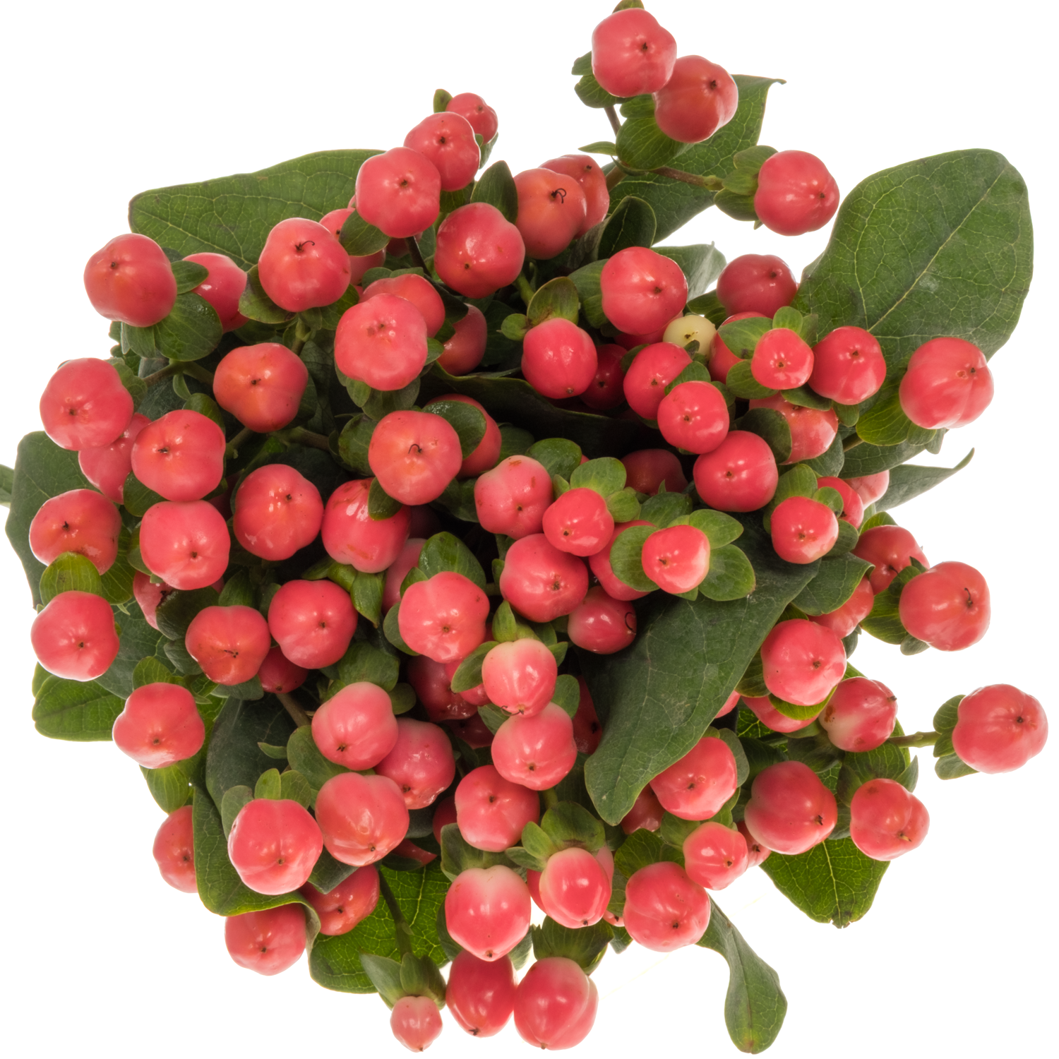 Hypericum lachs Sisu Flirt 50cm