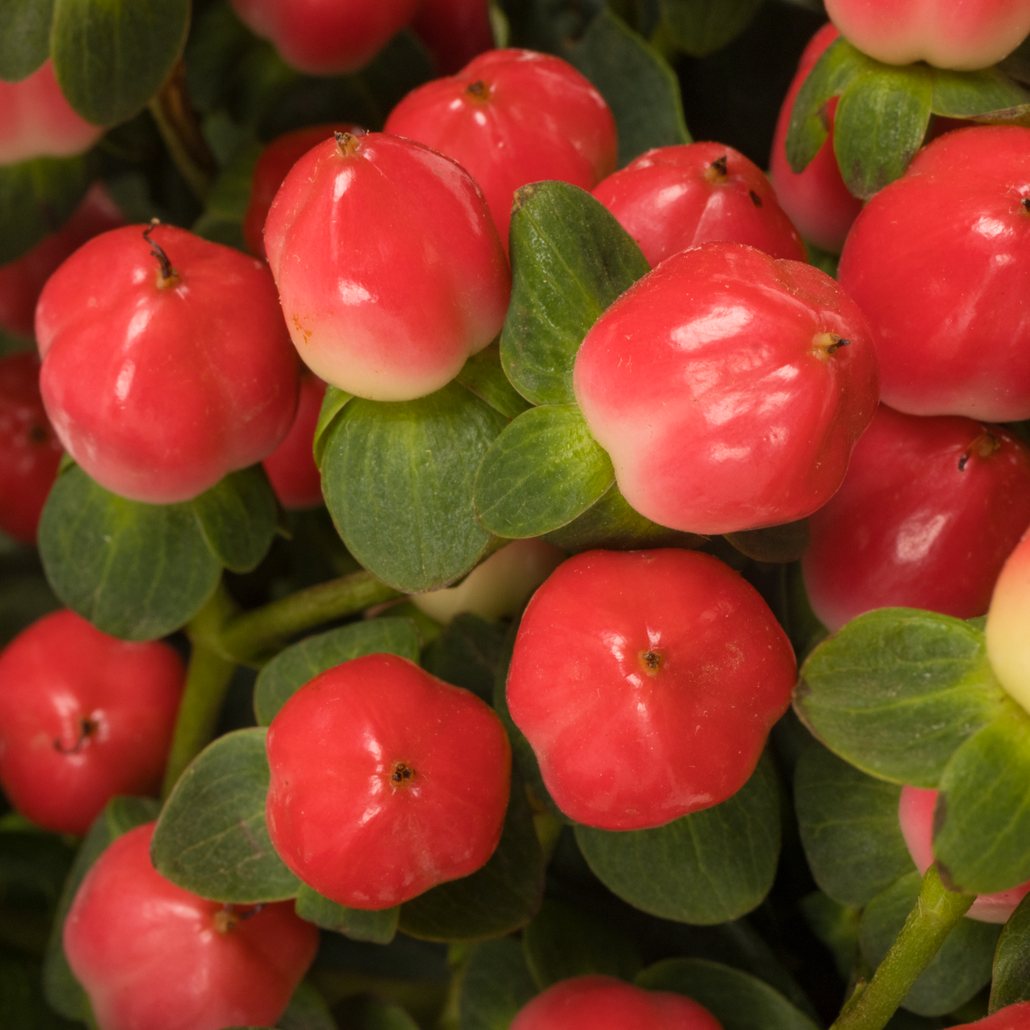 Hypericum lachs Sisu Flirt 50cm