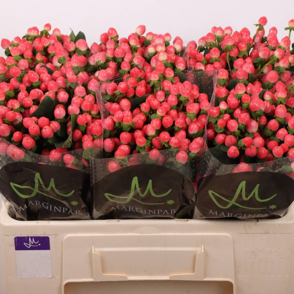 Hypericum lachs Sisu Flirt 50cm