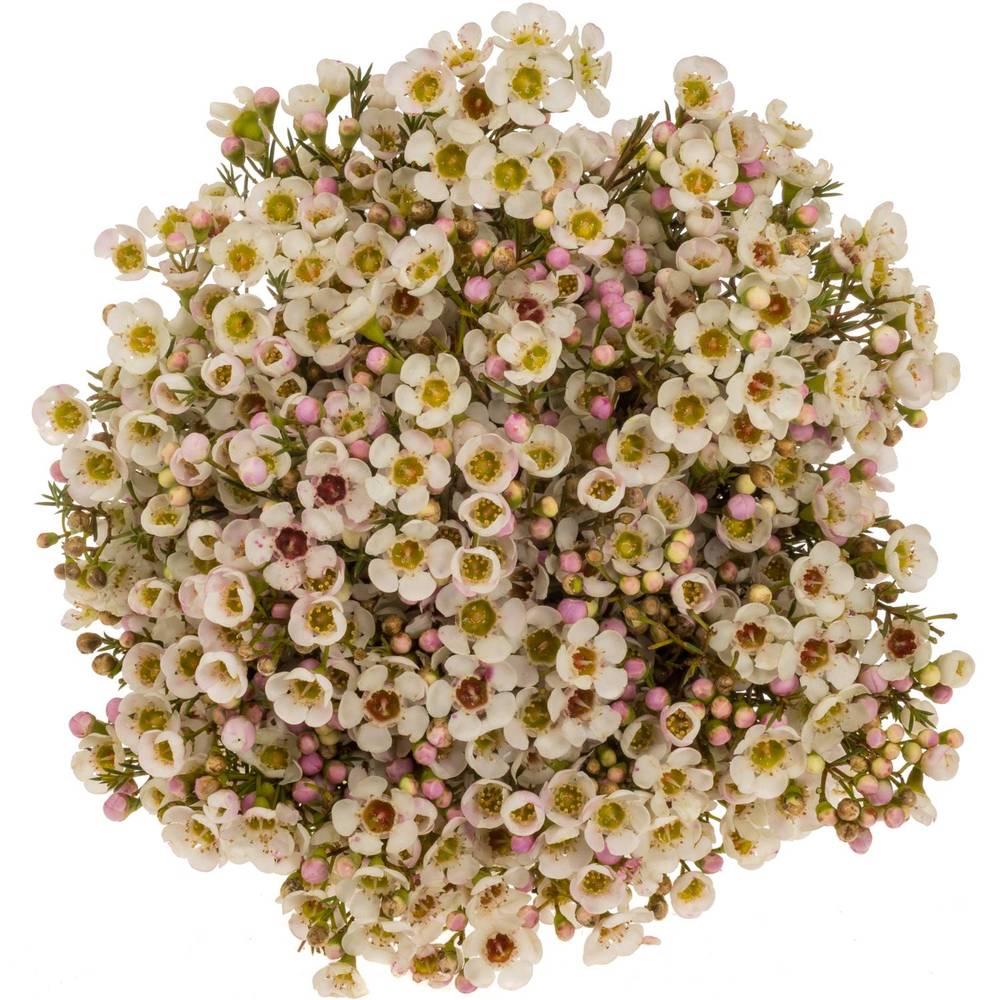 Wachsflower apricot Janelle 35Gramm 70cm