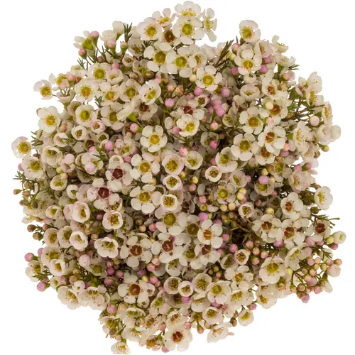 Wachsflower apricot Janelle 35Gramm 70cm