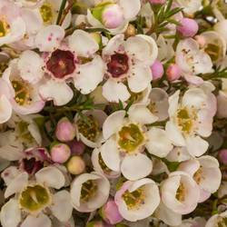Wachsflower apricot Janelle 35Gramm 70cm