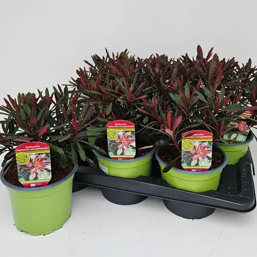 Euphorbia Miners Merlot T17 H032