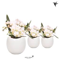 Phal.4-R weiss im Bowl Topf T09 H040