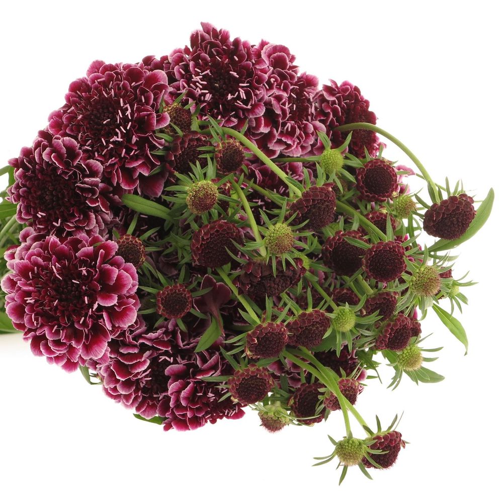 Scabiosa Picasso60cm d.lila/weiss