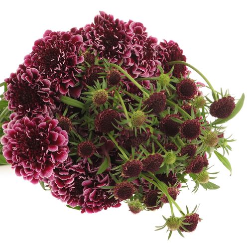 Scabiosa Picasso60cm d.lila/weiss
