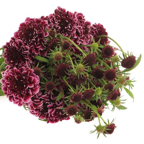 Scabiosa Picasso60cm d.lila/weiss