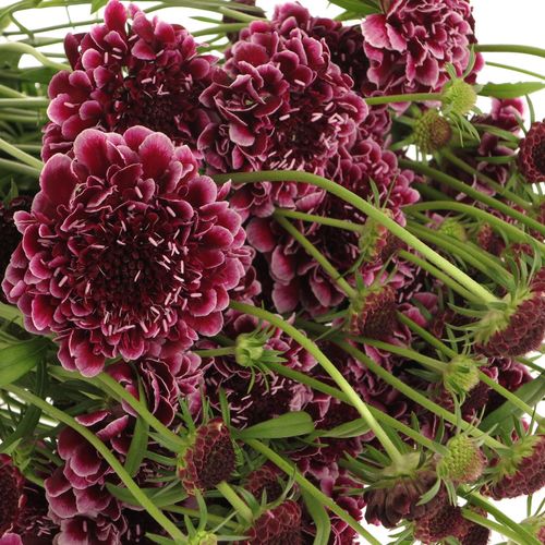 Scabiosa Picasso60cm d.lila/weiss