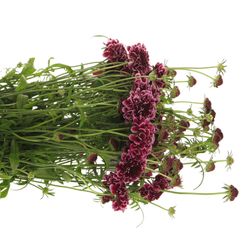 Scabiosa Picasso60cm d.lila/weiss
