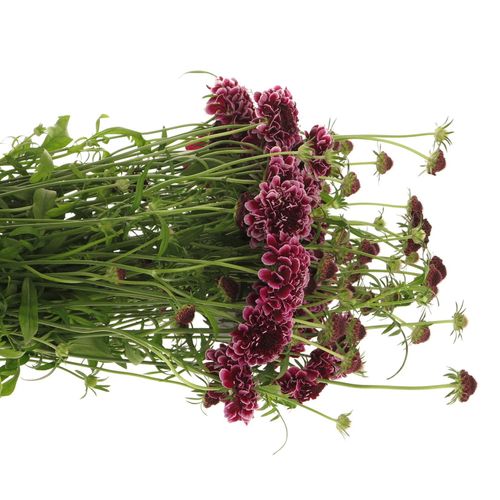 Scabiosa Picasso60cm d.lila/weiss