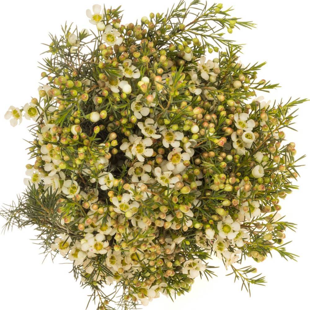 Wachsflower creme/weiss Ivory Pearl 50 Gramm 80cm