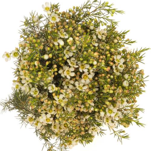Wachsflower creme/weiss Ivory Pearl 50 Gramm 80cm
