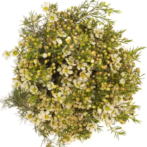 Wachsflower creme/weiss Ivory Pearl 50 Gramm 80cm