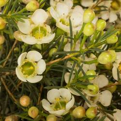 Wachsflower creme/weiss Ivory Pearl 50 Gramm 80cm