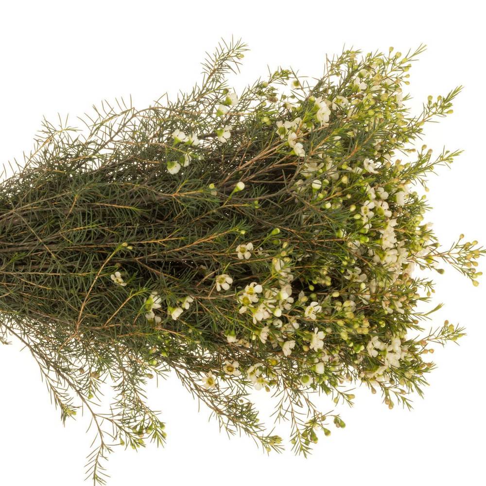 Wachsflower creme/weiss Ivory Pearl 50 Gramm 80cm