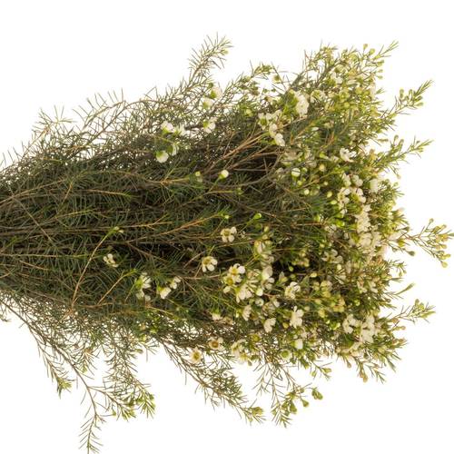 Wachsflower creme/weiss Ivory Pearl 50 Gramm 80cm