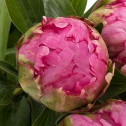 Pfingstrose pink gefüllt Fleming 60cm