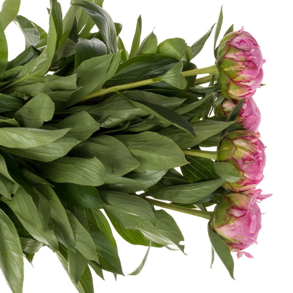 Pfingstrose pink gefüllt Fleming 60cm