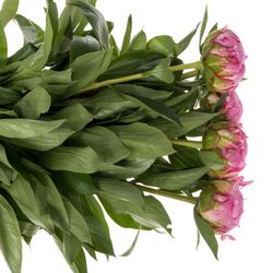 Pfingstrose pink gefüllt Fleming 60cm