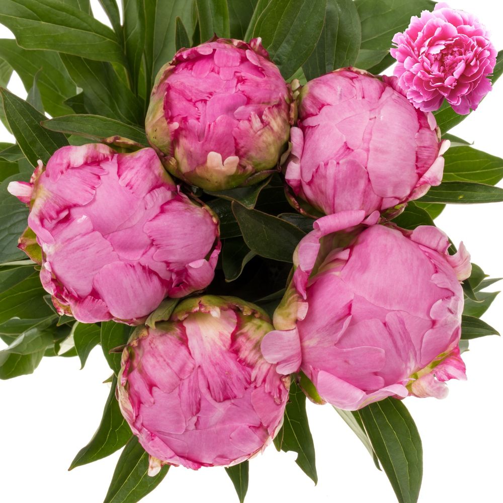 Pfingstrose pink gefüllt Fleming 60cm