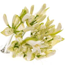 Nerine weiss Biancaneve 60cm