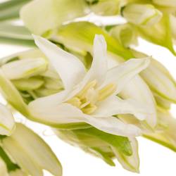 Nerine weiss Biancaneve 60cm