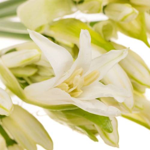 Nerine weiss Biancaneve 60cm