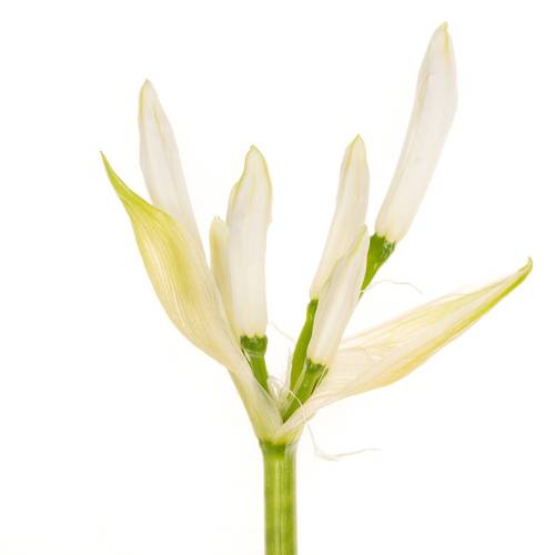 Nerine weiss Biancaneve 60cm