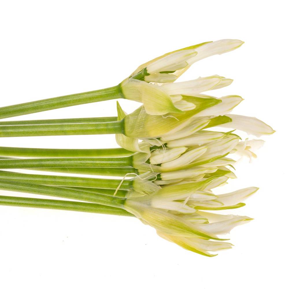 Nerine weiss Biancaneve 60cm