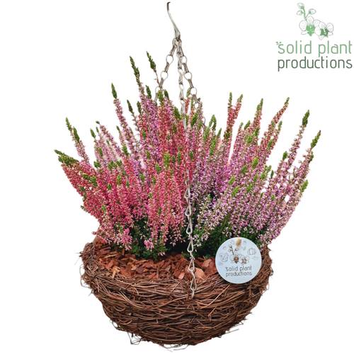 Garten.Arr SHM003 Ampel Herbst T26 H030
