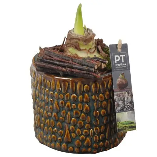 Amaryl.Arr PTAA7514 rote Bl. T13 H022