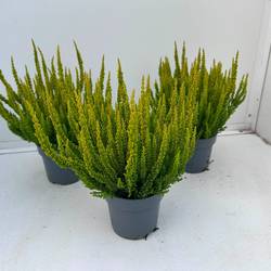 Calluna grün Skyline Las Vegas T10,5 H030