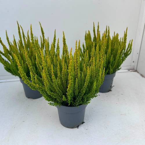 Calluna grün Skyline Las Vegas T10,5 H030