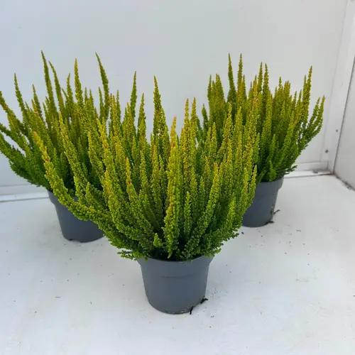 Calluna grün Skyline Las Vegas T10,5 H030