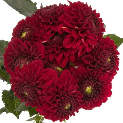 Dahlia dunkelrot Red Fox 50cm