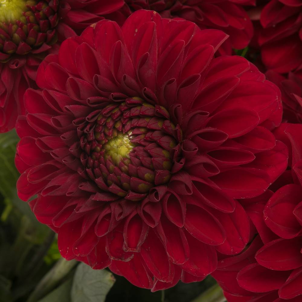 Dahlia dunkelrot Red Fox 50cm