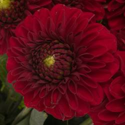 Dahlia dunkelrot Red Fox 50cm