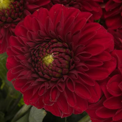 Dahlia dunkelrot Red Fox 50cm