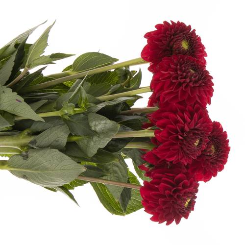 Dahlia dunkelrot Red Fox 50cm