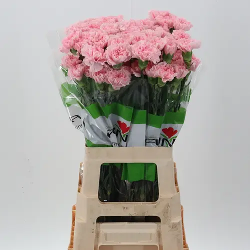 Nelke rosa Rebel 70cm